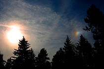 A 'mock sun' caused by ice crystals in high cloud refracting light from the setting sun. Surrey, England, UK, April.