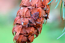 Western conifer seed bug (Leptoglossus occidentalis) on Douglas Fir cone. Species recently introduced to Europe from North America and spread to Britain. Surrey, England