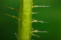 Stinging hairs on a Nettle (Urtica dioica) stem. Surrey, England. Digital composite.