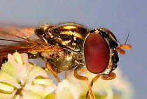 Soldier fly (Sargus species) on Hogweed (Heracleum sphondylium) flower. Surrey, England. Digital composite.