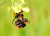 Narcissus Bulb Fly (Merodon equestris) mating pair. Surrey, England