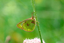 Pale clouded yellow butterfly (Colias hyale). Italy, July