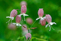 Bladder campion (Silene vulgaris) flowers, Italy, July