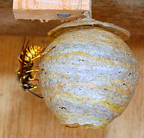 Saxony wasp (Dolichovespula saxonica) queen building nest. Surrey, England, UK. May.