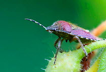 Sloe shield bug (Dolycoris baccarum) on Comfrey (Symphytum officinale). Surrey, England, UK, June. Digitally enhanced.