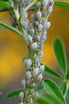 Lupine aphid (Macrosiphum albifrons) on lupin stem, Surrey, England, UK, May.