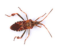 Western conifer seed bug (Leptoglossus occidentalis) recently introduced to Europe from North America and spread to Britain. Surrey, England, UK, November.