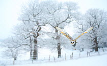Barn owl (Tyto alba) flying in snow covered countryside, Surrey, England, UK, January. Digital composite.