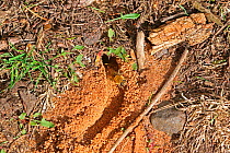 Ivy bee (Colletes hederae) female emerging from its burrow on a sandy track. Surrey, England, UK, September.