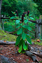 Indian pokeweed (Phytolacca acinosa) in berry. Surrey, England, UK, September.