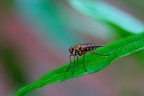Tachinid fly (Dexiosoma caninum). Surrey, England