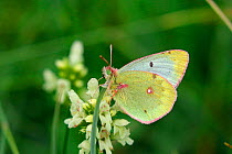 Pale clouded yellow butterfly (Colias hyale). Italy, July.