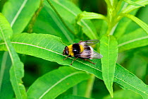 Hover fly (Volucella bombylans), bumblebee mimic species, Italy, July.