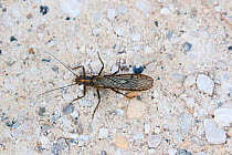 Stonefly (Isoperla species). Italy, July.