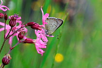 Sooty copper butterfly (Lycaena tityrus) on Ragged Robin (Silene flos-cuculi). Italy, July.