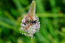 Wasp hoverfly (Chrysotoxum cautum). Italy, July.