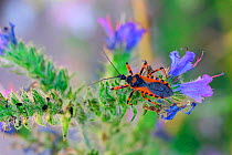 Assassin bug (Rhynocoris iracundus). Italy, July.