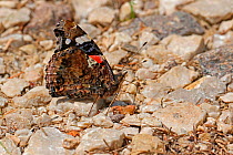 Red Admiral Butterfly (Vanessa atalanta) drinking from a moist stream bed. Italy, July.
