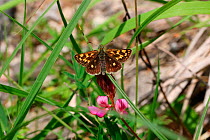 Chequered skipper butterfly (Carterocephalus palaemon). Italy, July.
