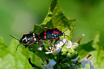 Brassica shield bug (Eurydema oleracea) mating pair. Surrey, England, UK, May.