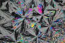 Sugar crystals viewed by polarised light. Surrey, England