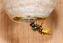 Saxony wasp (Dolichovespula saxonica) queen entering her nest. Surrey, England, UK, May.
