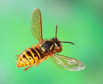 Saxony wasp (Dolichovespula saxonica) queen flying in to her nest carrying a ball of wood pulp. Surrey, England