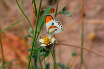 Tiny orange-tip butterfly (Colotis evagore). Gambia, Africa