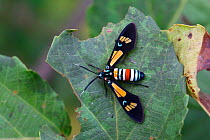Splendorous hornet moth (Euchromia folletii). Gambia, Africa
