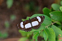 River sailor butterfly (Neptis serena). Gambia, Africa
