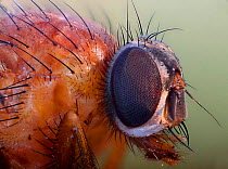 Fly (unidentified) head detail. Surrey, England. Digitally enhanced