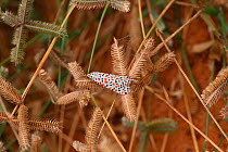 Crimson speckled footman moth (Utethesia lortrix) Gambia, Africa