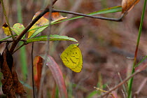 Common grass yellow butterfly (Eurema hecabe). Gambia, Africa