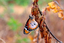 African monarch butterfly (Danaus plexippus). Gambia, Africa