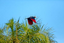 Violet turaco (Musophaga violacea) showing red flight feathers due to turacin, a pigment unique to turacos. Gambia,  West  Africa