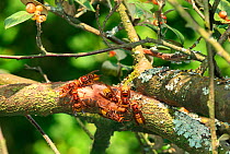 European Hornet (Vespa crabro) workers drinking sap from a wound they have created on a Cotoneaster branch. Surrey, England, UK, September.