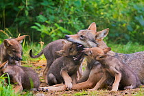Grey wolf (Canis lupus) mother and two month old cubs, pups begging for food by licking mother&#39;s mouth, captive
