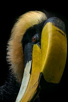 Great hornbill (Buceros bicornis) male, head portrait, captive