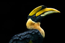 Great hornbill (Buceros bicornis) male, head portrait, captive