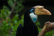 Papuan hornbill (Aceros plicatus) captive
