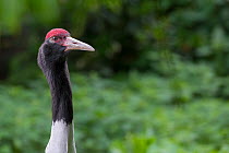 Black-necked crane (Grus nigricollis) vulnerable species, captive