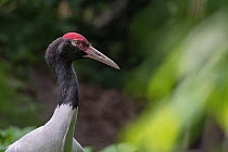 Black-necked crane (Grus nigricollis) vulnerable species, captive