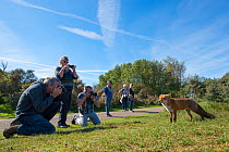 Red fox (Vulpes vulpes) tame individual with group of photographers, Netherlands.