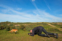 Photographer taking pictures of Red fox (Vulpes vulpes) tame individual, Netherlands.