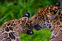 Jaguar (Panthera onca) mother grooming four month cub, native to Southern and Central America, captive