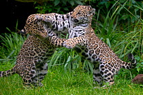Jaguar (Panthera onca) male and female four month old cubs playing, native to Southern and Central America, captive
