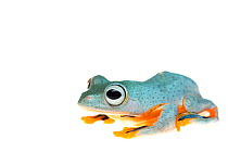Reinwardt's flying frog (Rhacophorus reinwardtii) captive