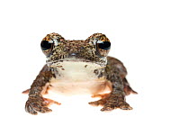 Annam flying frog (Rhacophorus annamensis) captive