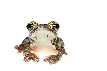 Annam flying frog (Rhacophorus annamensis) captive