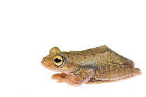 Harlequin tree frog (Rhacophorus pardalis) resting profile, captive